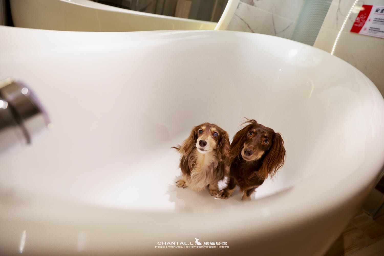 潮旅館房內專屬 SPA 按摩浴缸與寵物友善體驗