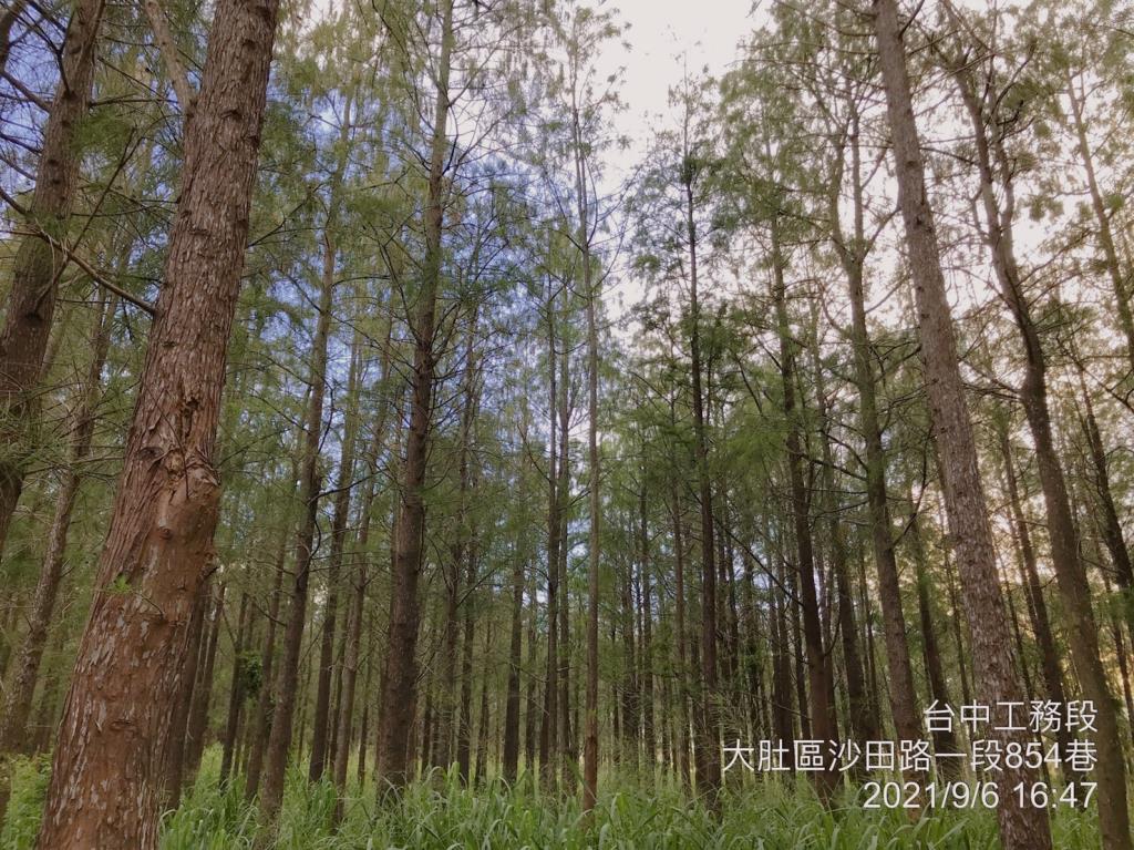 台中大肚落羽松秘境,高聳樹林與自然光影交錯,呈現靜謐清新的森林拍照景色。