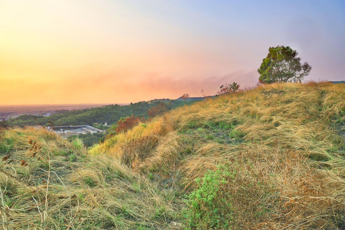 台中學田山夕陽景色,金黃色芒草覆蓋山坡,遠方可眺望城市與山林景觀。