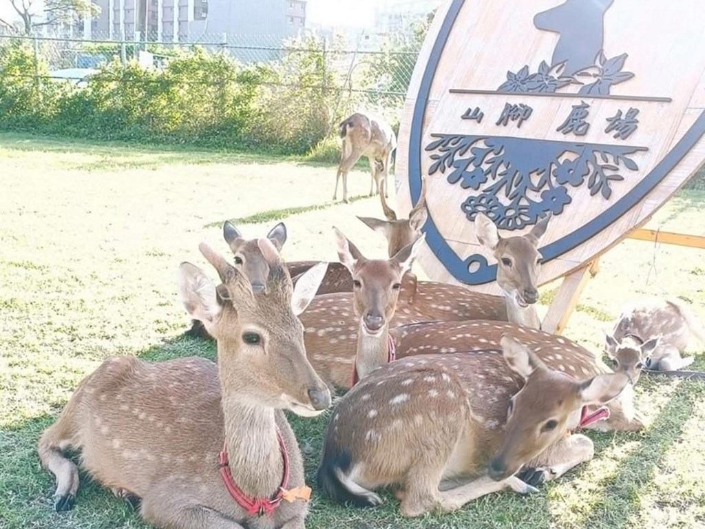 山腳鹿場水鹿之家